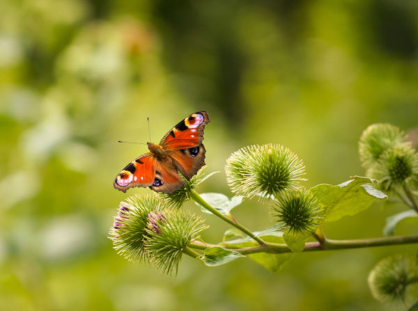 Gîte découverte des plantes sauvages