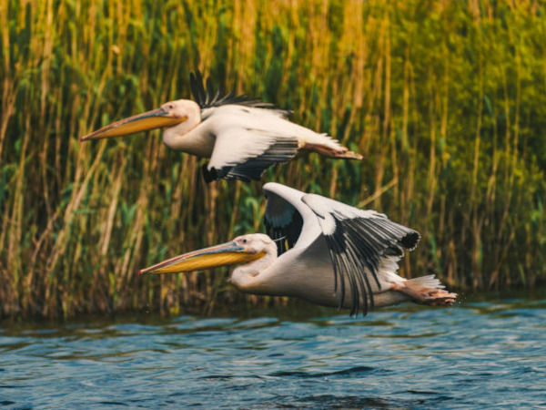 Hébergements pour un séjour entre Dombes et Beaujolais en bord de Saône, à 25mn du Parc des oiseaux